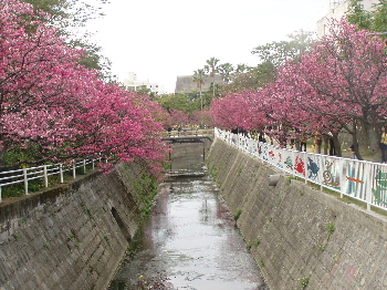 桜☆満開！