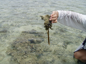 珊瑚にモズクがくっついてるよ！