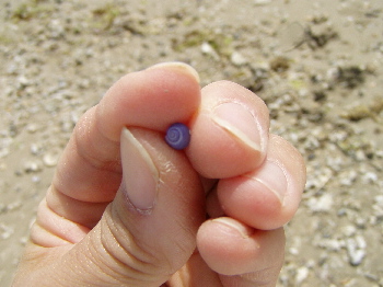 ちっちゃくて　きれいな紫の貝発見！