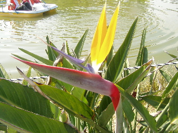 池のそばに咲く極楽鳥花