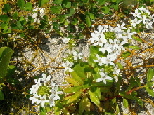 浜辺に咲く白い花