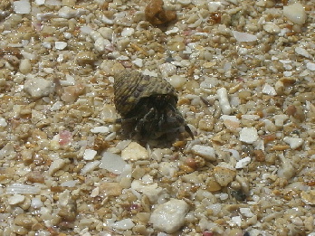 おかやどかりの黒クンです！