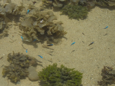 青いお魚いっぱい☆