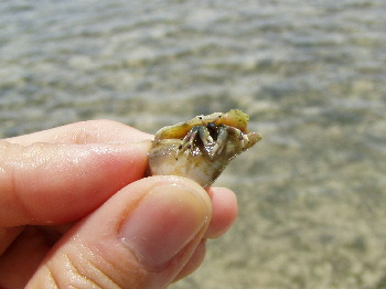 海のやどかり君