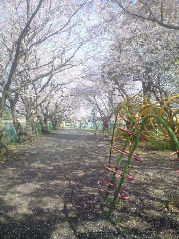桜のある公園