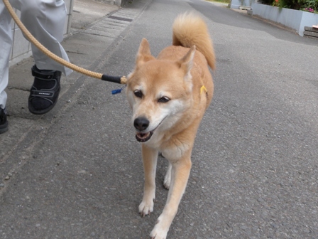 もも、13才8ヶ月