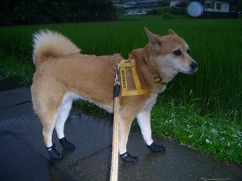 雨の合間に・・