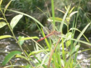 dragonfly