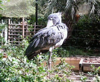 200610031146000.jpg