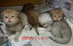 お目目パッチリ