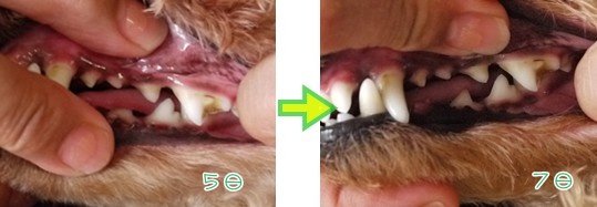 左　犬歯と奥歯.jpg