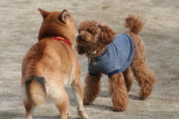 こんにちわ
