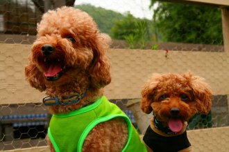 それは、くーちゃん