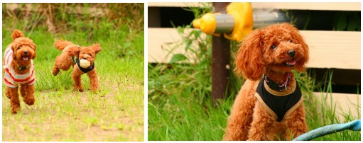 オフ会でのひなた