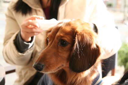 ぽかぽかレオくん