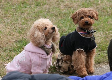 オスワリ、マッテ