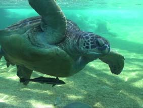 海亀とコバンザメ