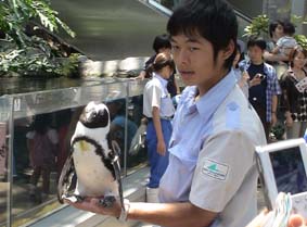 手乗りペンギン