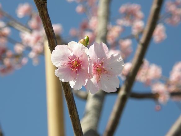 河津桜8.JPG