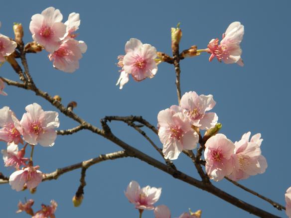 河津桜9.JPG