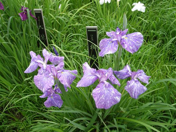 2009_0610花菖蒲.JPG