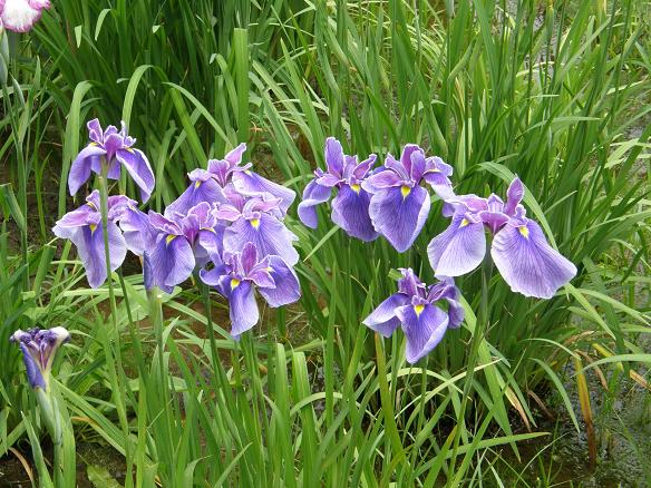 2009_0610花菖蒲4.JPG