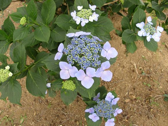 2009_0610あじさい.JPG
