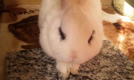 なでてもいいでふよ。