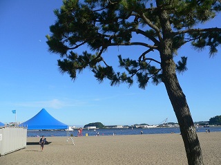 海の公園・松.jpg