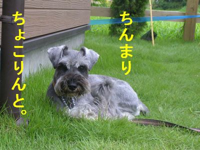 本気で小さく、丸まっておりました。