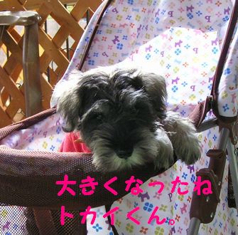 カレルちゃんの息子。