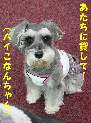 タオル大好き？