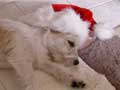 Santa Eddie