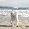 Eddie Surf