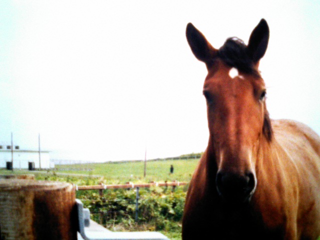 馬
