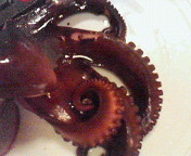 tako