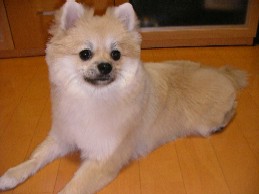 男は短髪 スッキリしただろ~