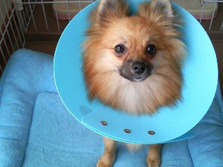 うっとおしいの(+_+)