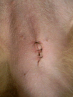 痛々しいお腹のキズです