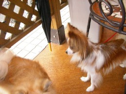 待てないあずきと見つめるロッキー君