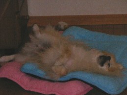 ぐぉ~~(@ ̄ρ ̄@)zzzz