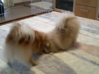 いやぁぁ~貸さないぃぃぃぃ