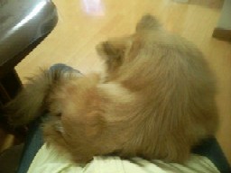 ママのお膝でねますぅ Zzz…(*´~`*)