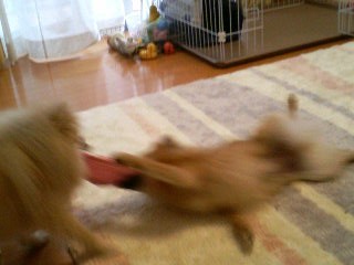 ダメだってばぁぁ~ひつこいなぁ!!