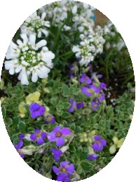 イベリスラピス