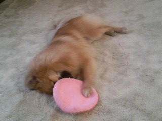 ムフフ(o ̄ー ̄o) 独り占め~♪