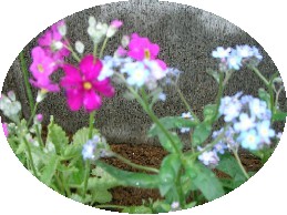 勿忘草マラコイデス