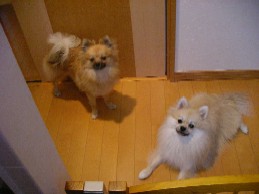 あずもやってきたよ
