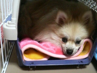 エー?(ё_ё) (ё。ё)ナニー?