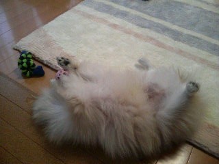 もぅぅ じゃボールで遊ぼうっと